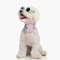 adorable bichon dog with sunglasses and pink bandana looking to side