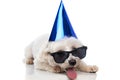 Adorable bichon dog wearing a blue birthday hat