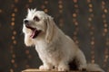 Adorable bichon dog yawning and sitting on wood