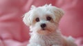 Adorable Bichon Maltes Puppy on Pink Background - Aesthetic Minimalist Portrait of Cute Small Dog - Pet