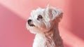 Adorable Bichon Maltes Puppy on Pink Background - Aesthetic Minimalist Portrait of Cute Small Dog - Pet