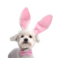 Adorable bichon with pink easter bunny ears and pink bowtie