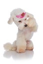 Adorable bichon princess looking under its paw