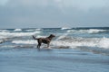 Adorable big dog playing at the beach in Morro Bay, California