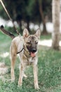 Adorable big eye brown dog on a walk with his owner, cute mongrel dog enjoying nature outdoors, animal shelter concept Royalty Free Stock Photo