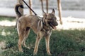 Adorable big eye brown dog on a walk with his owner, cute mongrel dog enjoying nature outdoors, animal shelter concept Royalty Free Stock Photo