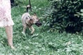 Adorable big eye brown dog on a walk with his owner, cute mongrel dog enjoying nature outdoors, animal shelter concept Royalty Free Stock Photo