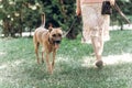Adorable big eye brown dog on a walk with his owner, cute mongrel dog enjoying nature outdoors, animal shelter concept Royalty Free Stock Photo