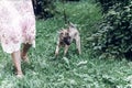 Adorable big eye brown dog on a walk with his owner, cute mongrel dog enjoying nature outdoors, animal shelter concept Royalty Free Stock Photo