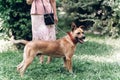 Adorable big eye brown dog on a walk with his owner, cute mongrel dog enjoying nature outdoors, animal shelter concept Royalty Free Stock Photo