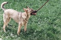 Adorable big eye brown dog on a walk with his owner, cute mongrel dog enjoying nature outdoors, animal shelter concept Royalty Free Stock Photo