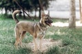 Adorable big eye brown dog on a walk with his owner, cute mongrel dog enjoying nature outdoors, animal shelter concept Royalty Free Stock Photo