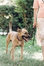 Adorable big eye brown dog on a walk with his owner, cute mongrel dog enjoying nature outdoors, animal shelter concept Royalty Free Stock Photo