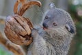 Adorable binturong face. Royalty Free Stock Photo