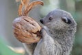 Adorable binturong face. Royalty Free Stock Photo