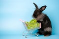 Adorable black baby rabbit with shopping cart and vegetables isolated on blue background. Royalty Free Stock Photo