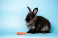 Adorable black baby rabbit sitting on the floor with carrot isolated on blue background.. Portrait of furry beautiful rabbit. Royalty Free Stock Photo