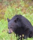 An adorable black bear cub munches on dandelions Royalty Free Stock Photo