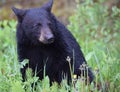 Adorable Black Bear Cub Posing for Camera Royalty Free Stock Photo