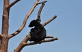 Adorable Black Bear Cub Sitting in a Tree Royalty Free Stock Photo