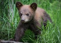 Adorable black bear cub in spring Royalty Free Stock Photo