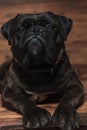 Adorable black boxer relaxing