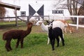 Adorable black and brown young alpacas standing in their enclosure in front of other animals staring