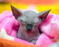 Adorable black Canadian sphynx kitten taking nap in pink pet bed Royalty Free Stock Photo