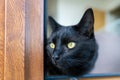 Adorable black cat siting at the window Royalty Free Stock Photo