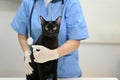 An adorable black cat with a veterinarian are in an examination room at a vet clinic Royalty Free Stock Photo