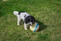 Black and white cockapoo with her molticoloured ball in the garden on a sunny day