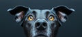Adorable Black Doberman Pinscher with Captivating Eyes Posed in Studio on Dark Gray Background Royalty Free Stock Photo