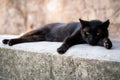 Adorable black domestic cat taking a restful break atop a grey cement block