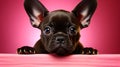 Adorable black French Bulldog puppy on pink background. Generative ai Royalty Free Stock Photo