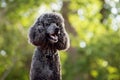 An adorable black French Poodle dog in a forest