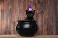 Adorable Black Halloween Witch Cat