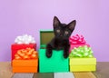 Black kitten peaking out of a pile of birthday presents Royalty Free Stock Photo