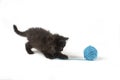 Adorable Black Kitten Playing With A Blue Yarn Ball
