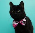 black kitty cat wearing a pink bow tie close up portrait Royalty Free Stock Photo