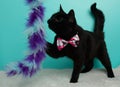 black kitty cat wearing a pink bow tie playing with a toy portrait Royalty Free Stock Photo