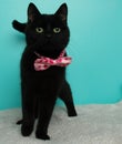 black kitty cat wearing a pink bow tie standing up on a white blanket portrait