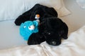 Adorable black labrador dog, blue lamb and puffin stuffed animals, arranged on a bed