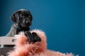 Adorable black labrador puppy in a wooden box with fluffy pink pillow Royalty Free Stock Photo