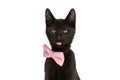 Adorable black metis cat wearing pink bowtie and sticking out tongue