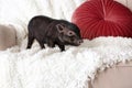 Adorable black mini pig on sofa Royalty Free Stock Photo