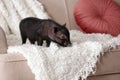 Adorable black mini pig on sofa Royalty Free Stock Photo