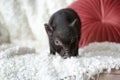 Adorable black mini pig on sofa