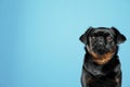 Adorable black Petit Brabancon dog on light blue background