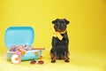 Adorable black Petit dog and open suitcase on yellow background