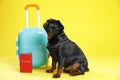 Adorable black Petit Brabancon dog with suitcase and on yellow background